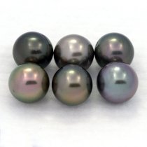 Lot of 6 Tahitian Pearls Round C from 8.2 to 8.4 mm