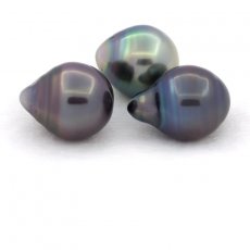 Lot of 3 Tahitian Pearls Ringed C from 10.5 to 10.8 mm